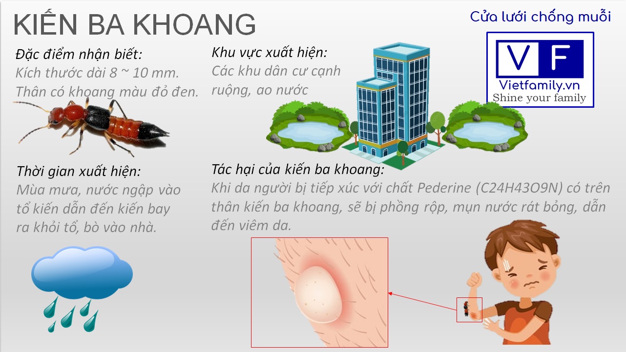 Hãy lắp ngay cửa lưới chống muỗi để phòng mối nguy kiến ba khoang